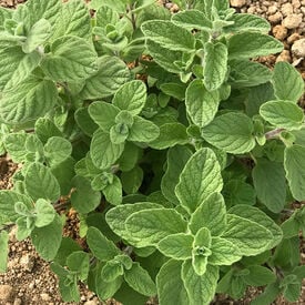 Zaatar, Organic Sweet Marjoram Seed